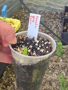 Canada Wild Plum Seedling In Small Plastic Cup